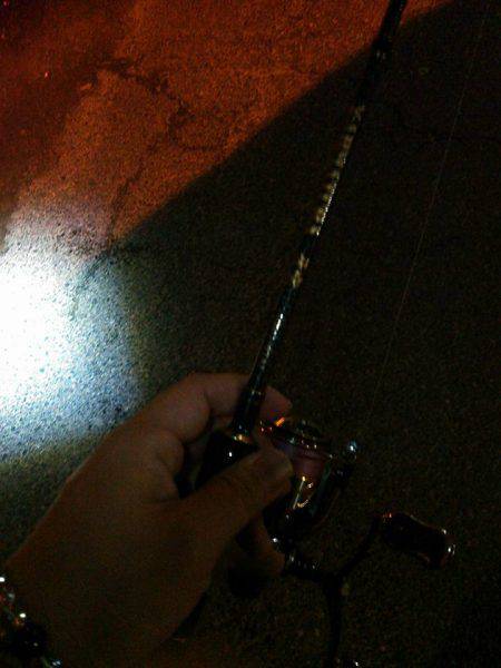 一匹いただきました！